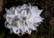 Calvatia sculpia - Puffball